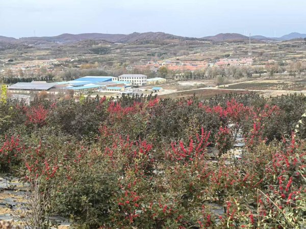 网上配资114 一盆“过年搭子”让小村多收15万